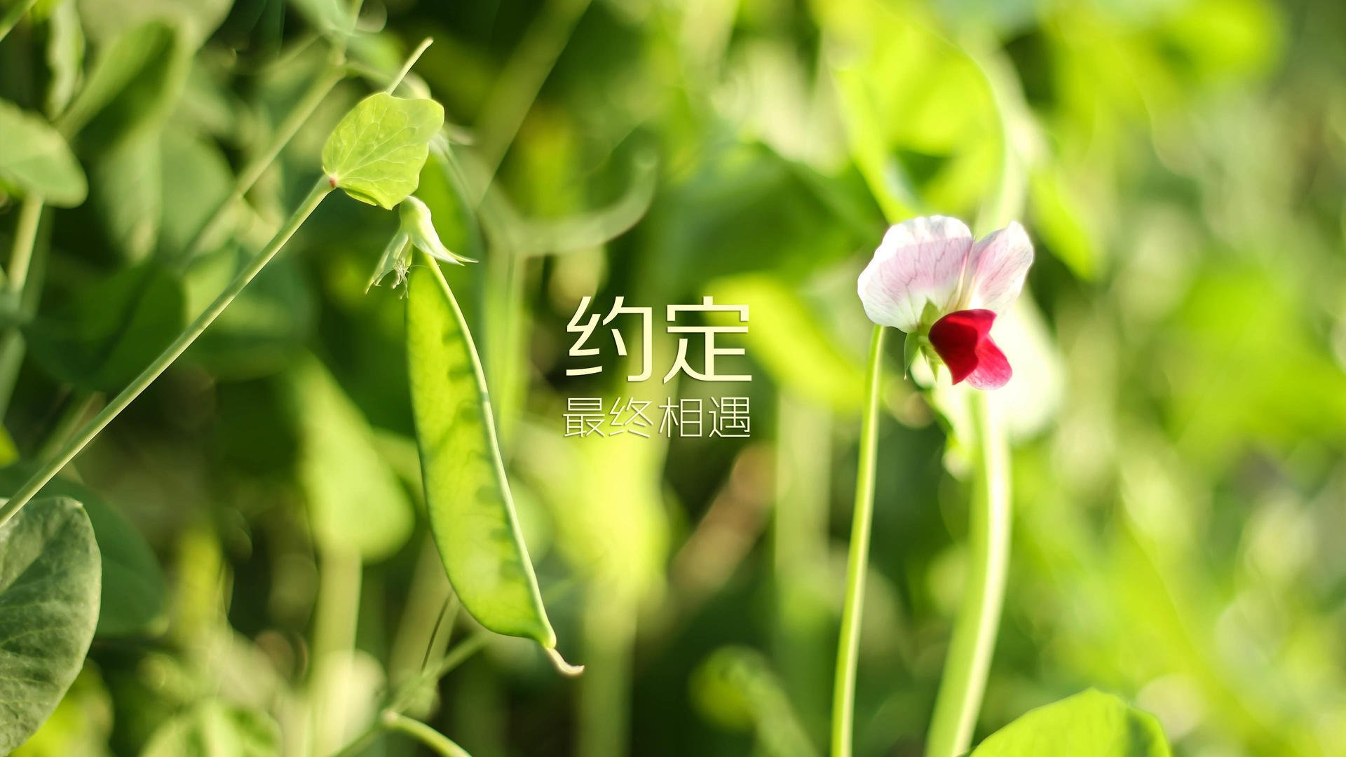 【共识Update】最新比赛规则，让比赛更加公平公正？，比赛规则很简单