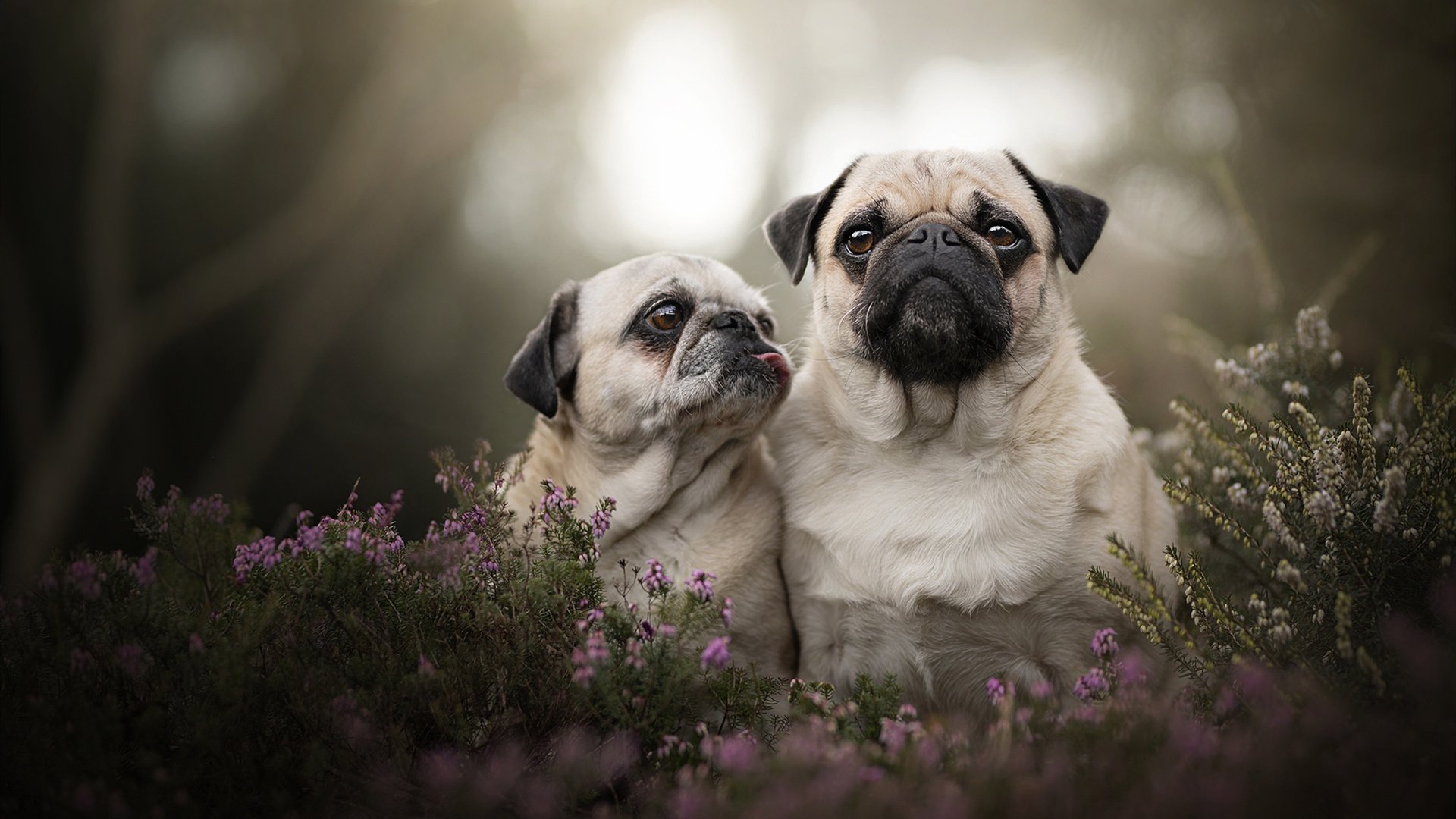 全国青少年花样滑冰邀请赛在哈尔滨举行，世界青少年花样滑冰锦标赛几年一次