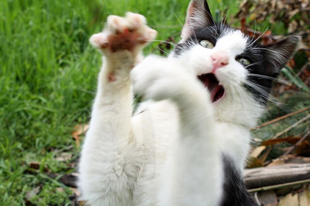 青年运动员成长规划科学系统，青年运动员怎样进行营养补充