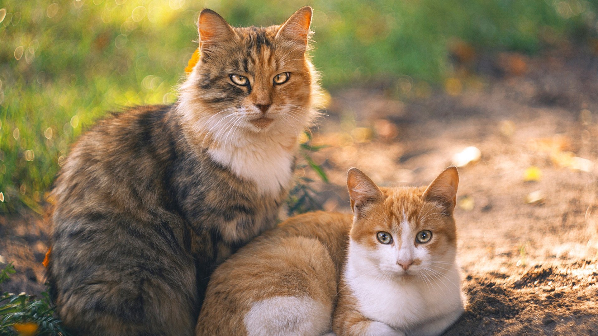 陈芋汐决赛夺冠彰显大赛经验,陈芋汐赛后采访视频